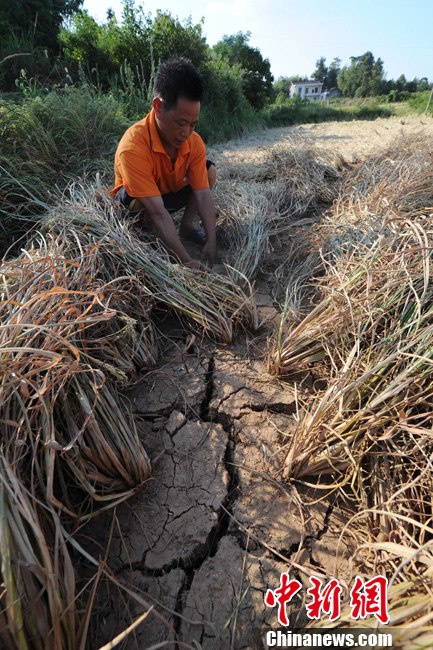8月1日,湖南省湘潭县排头乡仁陂村的众多稻田出现了龟裂。据湖南省防汛抗旱指挥部办公室最新发布称,截至7月31日,湖南共有107个县市区1179万亩农作物受旱(重旱330万亩、干枯110万亩),近129万人、61万头大牲畜因旱出现临时饮水困难,367条溪河断流、347座小型水库、9.34万处山塘干涸。中新社发 杨华峰 摄