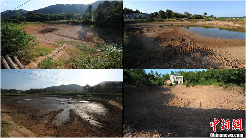 8月1日,湖南省湘潭县的涓水河断流,排头乡仁陂村稻田龟裂,山塘干涸,严重影响了周边居民的生活。据湖南省防汛抗旱指挥部办公室最新发布称,截止7月31日,湖南共有107个县市区1179万亩农作物受旱(重旱330万亩、干枯110万亩),近129万人、61万头大牲畜因旱出现临时饮水困难,367条溪河断流、347座小型水库、9.34万处山塘干涸。图为排头乡仁陂村的众多山塘已干涸。(拼版图片) 杨华峰 摄