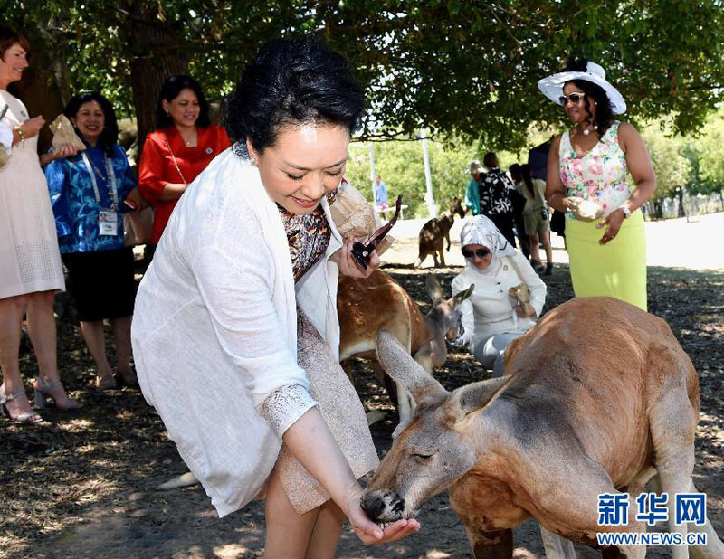 11月15日，中国国家主席习近平夫人彭丽媛在布里斯班出席澳大利亚总理夫人玛格丽特为G20与会各成员领导人配偶举行的龙柏考拉园参观活动。新华社记者 饶爱民 摄