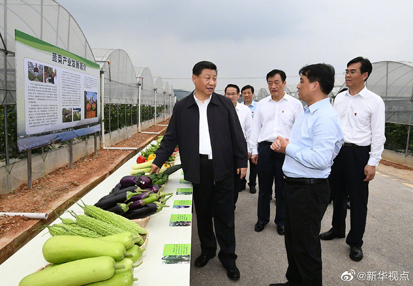 5月20日，中共中央總書記、國家主席、中央軍委主席習近平深入贛南老區考察調研。這是習近平在江西省於都縣梓山富硒蔬菜產業園考察調研。 新華社記者 謝環馳 攝