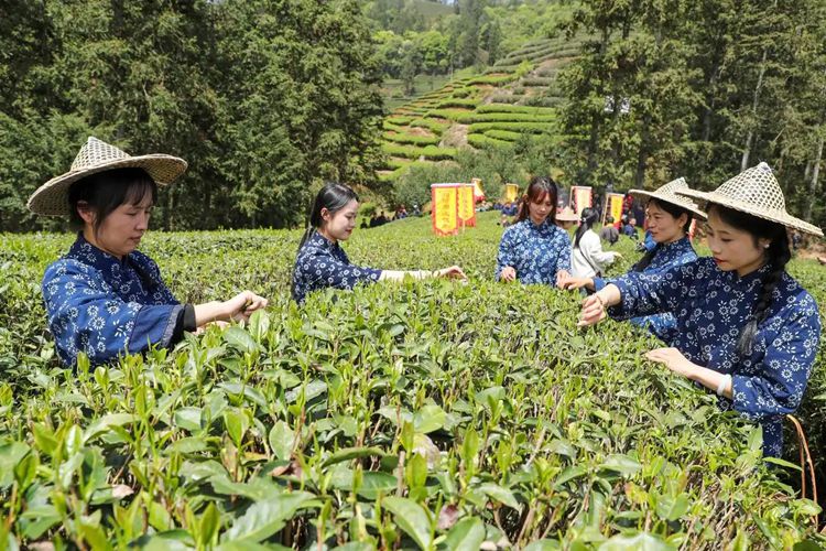 2025年4月13日，福建武夷山市星村鎮朝陽村茶農在生態茶園展示採茶。新華社發（邱汝泉 攝）